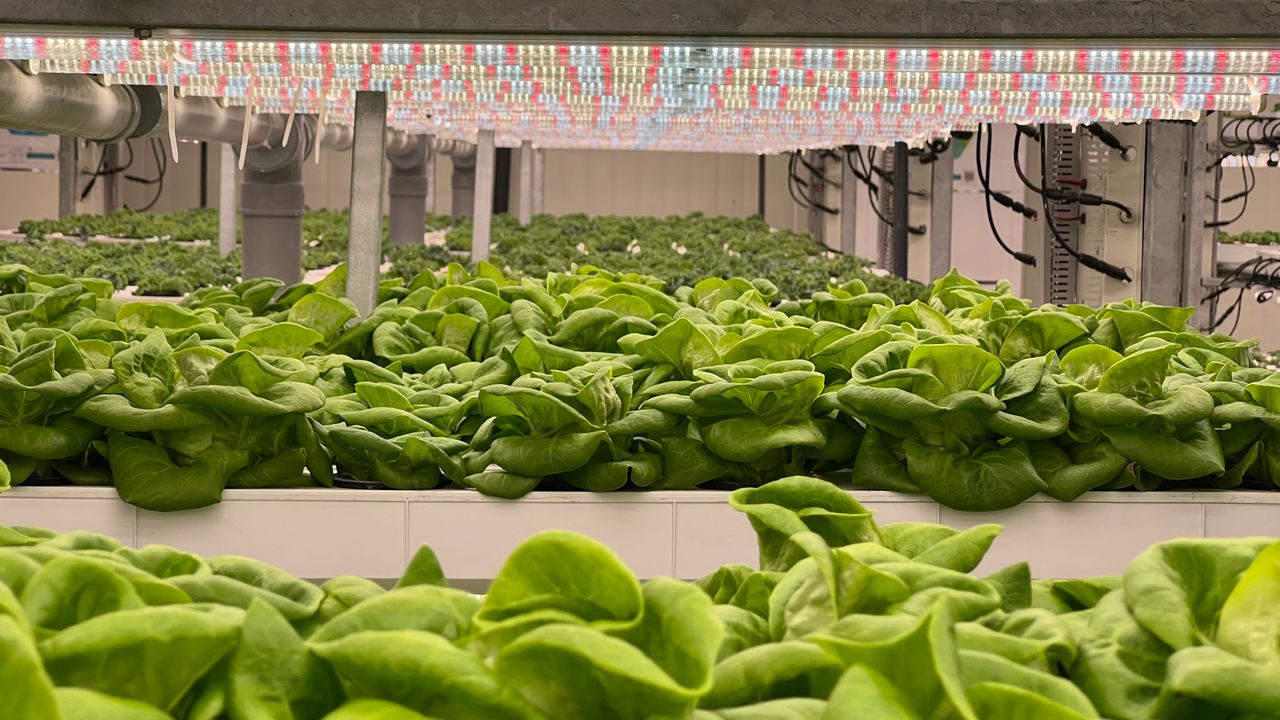 Vibrant green lettuce growing in a high-tech hydroponic greenhouse with LED lighting.