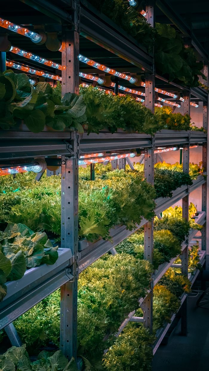 Image showing lush greenery in a vertical farming setup illuminated by LED lights.